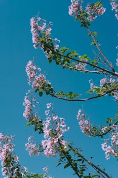 粉色的树枝伸向万里无云的天空，捕捉着春天的气息