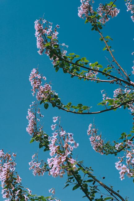 Low angle branches of blooming tree with light pink delicate flowers against cloudless blue sky