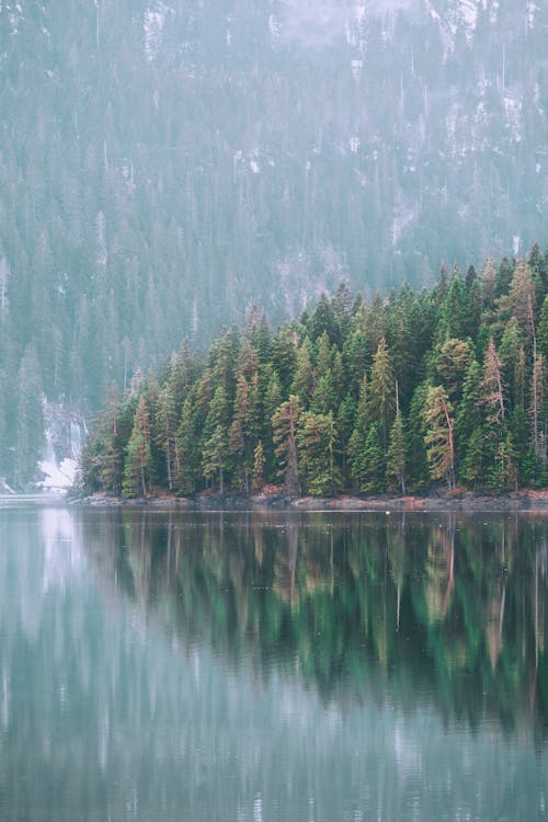 Coniferous forest on shore of lake