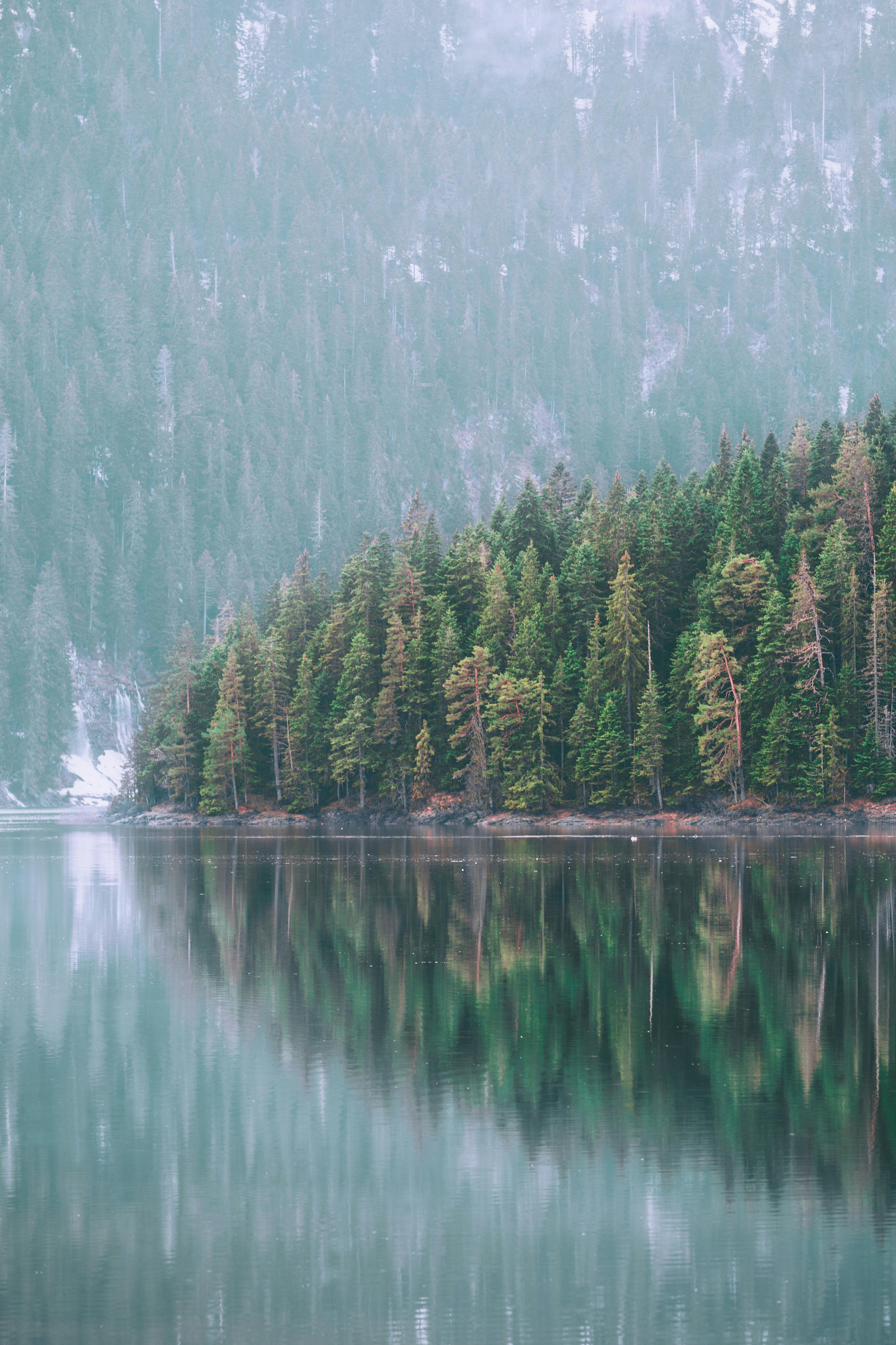 Coniferous forest on shore of lake · Free Stock Photo