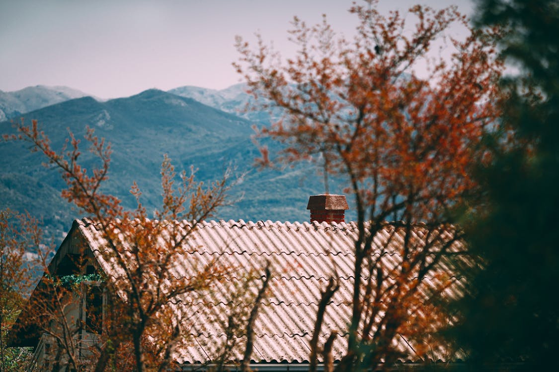 A house with a chimney half-hidden behind the branches of a tree