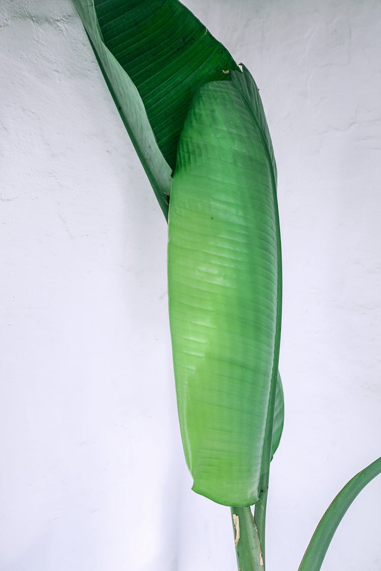 Green Plant Leaves Against White Wall