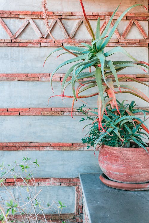 Green plant with small spikes growing in pot on stone border near cement wall decorated with red bricks