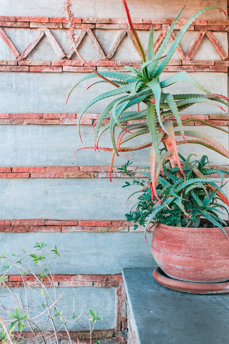 Exotic Potted Plant In Yard Of House