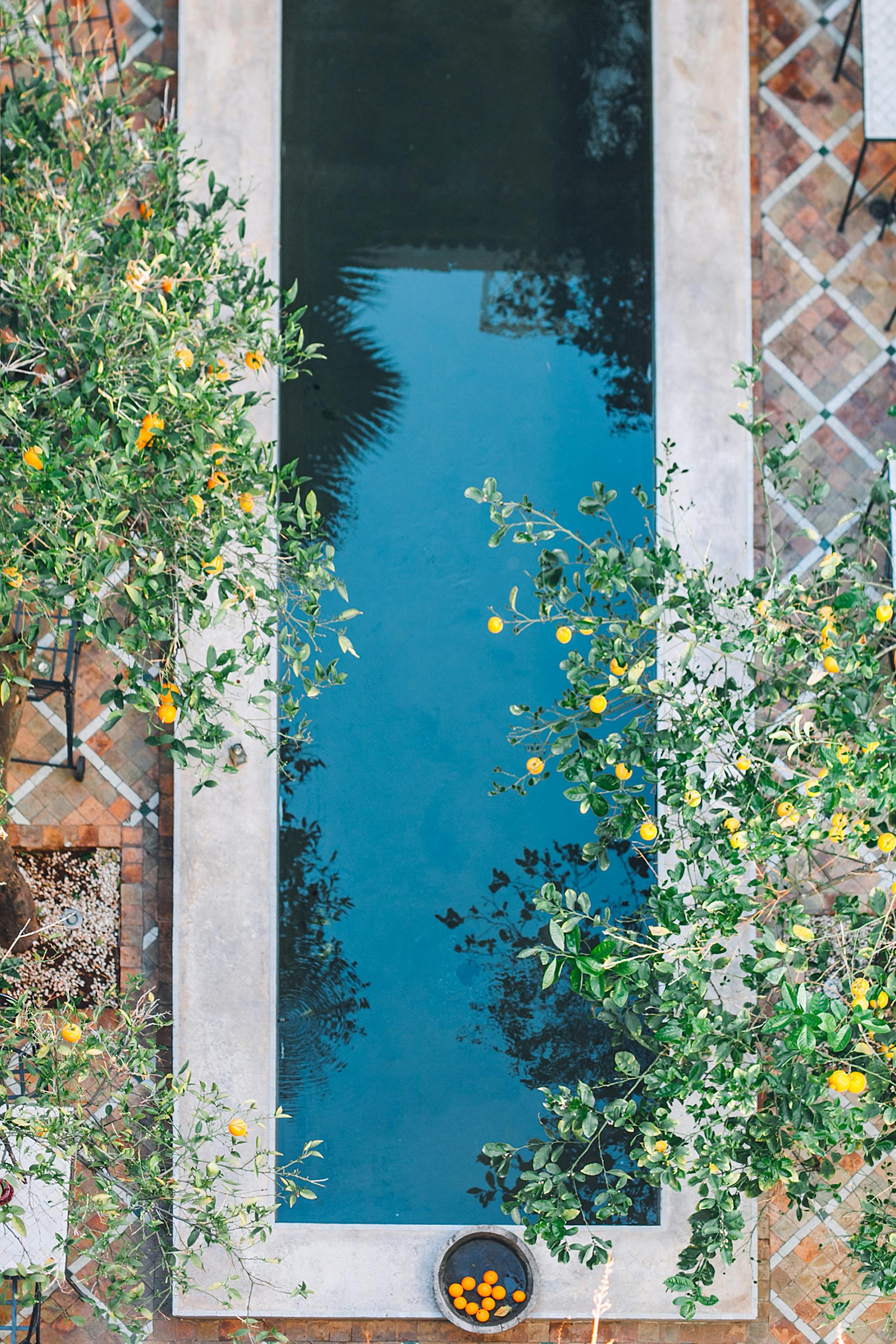 tangerine trees near pool in yard