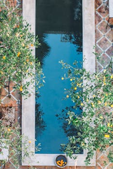 从上方拍摄，宁静的泳池被郁郁葱葱的绿植和柑橘树环绕