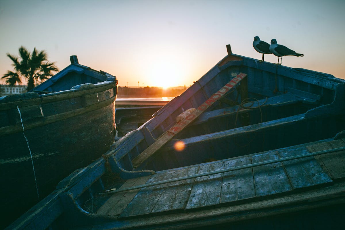 Seagulls on old boat at sunset