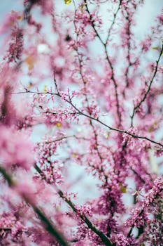 在柔和的背景下，粉红色樱花盛开的宁静景色，捕捉到了春天的精髓
