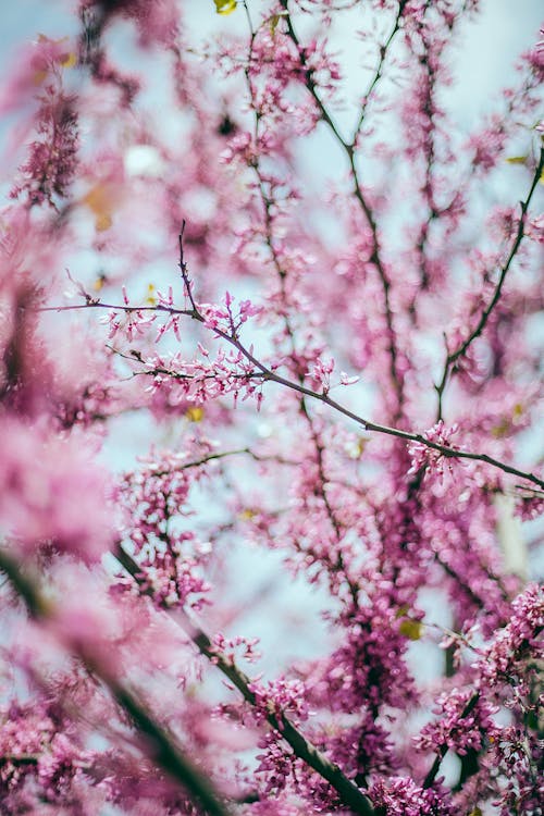 Free Blooming Sakura tree in summer garden Stock Photo
