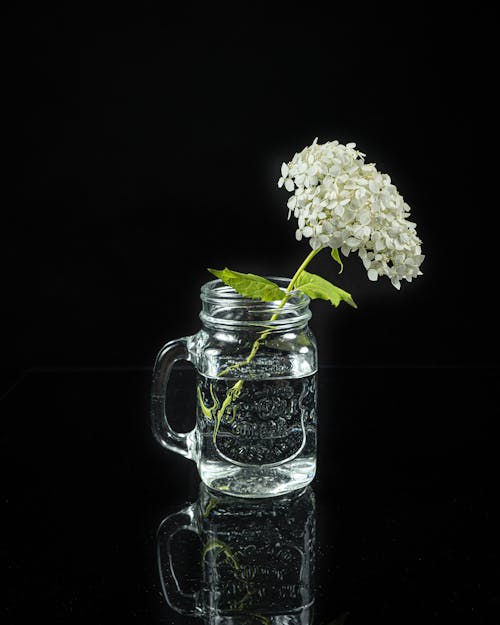Free stock photo of flower, glass bowl, white flower