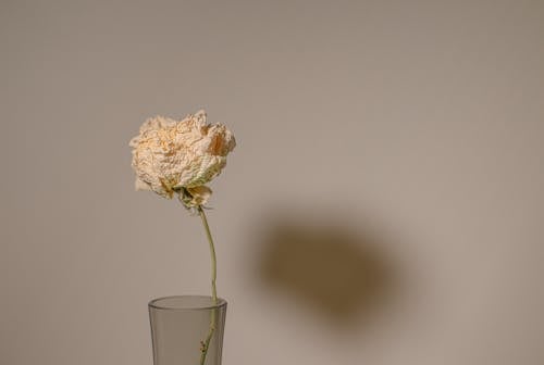Foto stok gratis bunga, dinding, gersang
