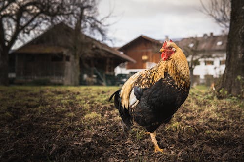 Free Photo of a Black and Yellow Rooster Stock Photo