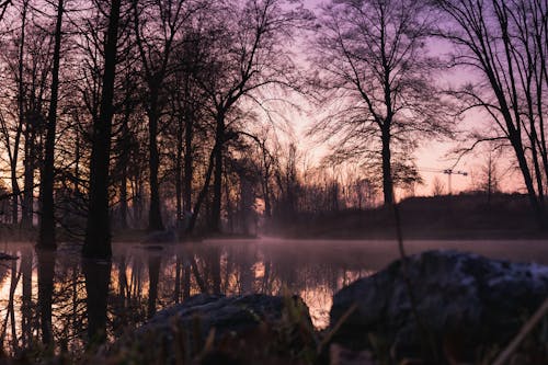 Silhouette of Trees during Sunset