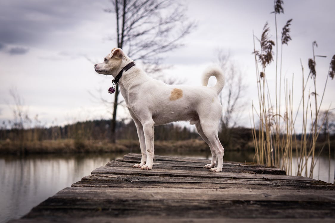 Immagine gratuita di animale domestico, cane, canino