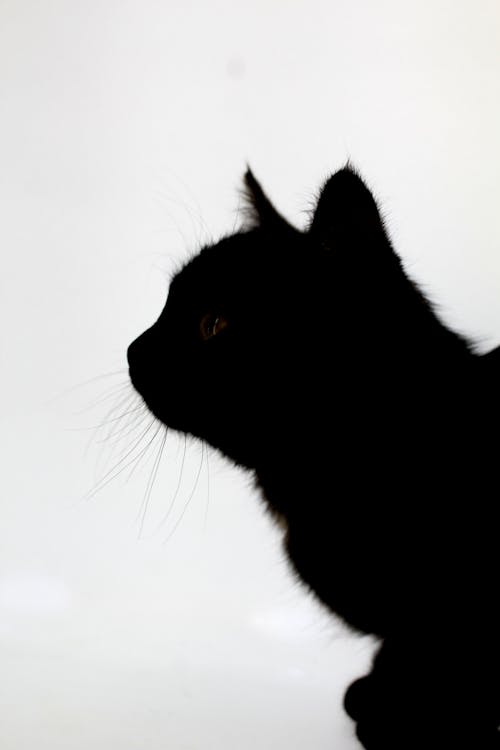 Free stock photo of beautiful animal, black cat, black kitten Stock Photo