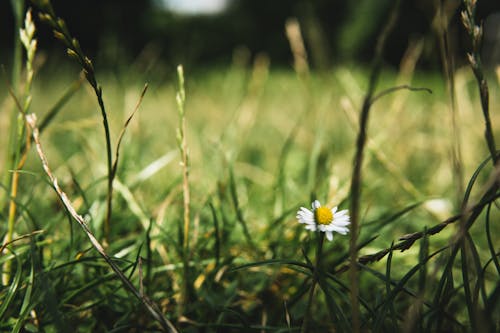 White Flower in Close Up Photography