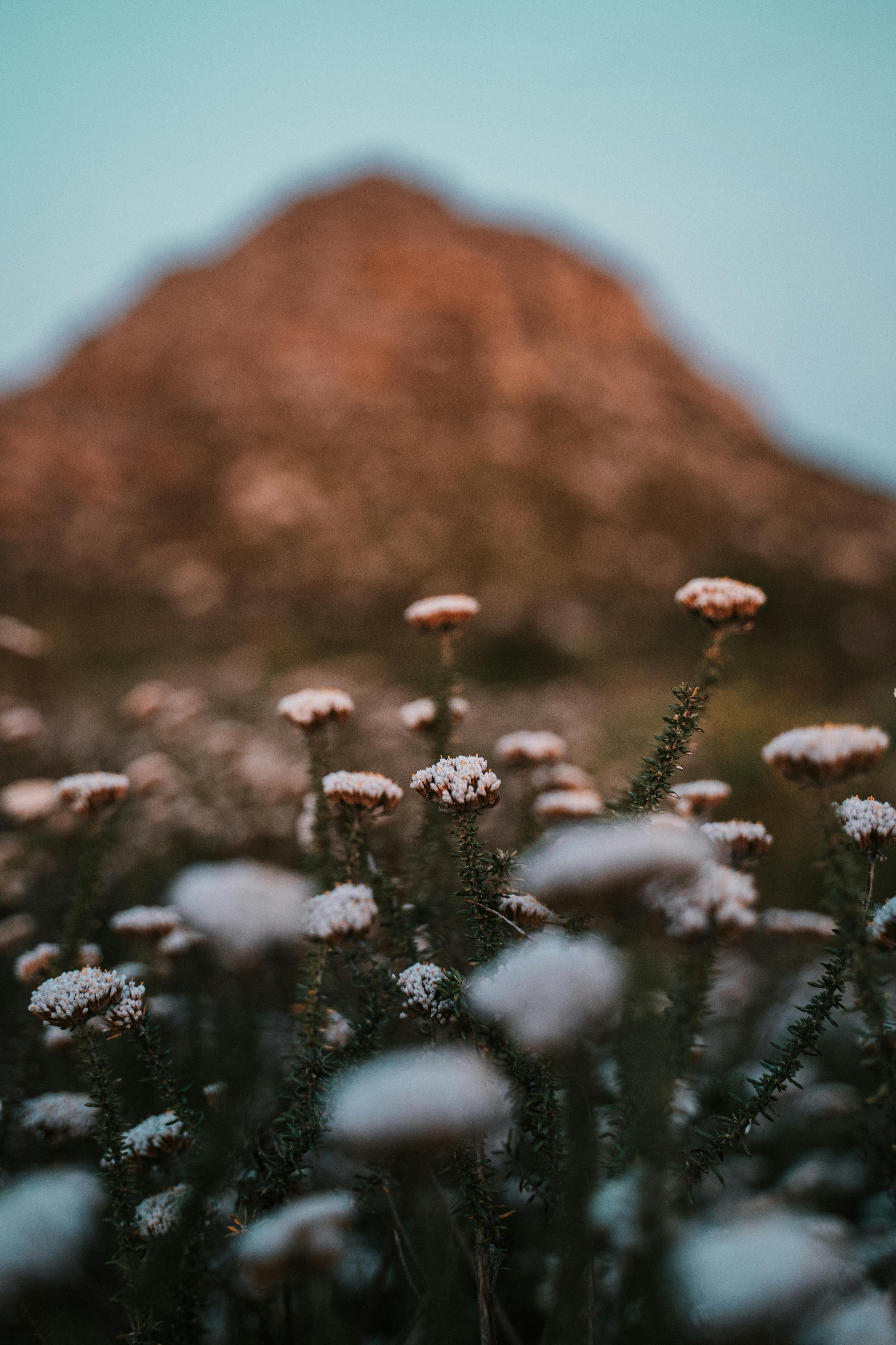 White wildflowers in focus with a blurred mountainous background, capturing natural beauty.