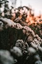 White Snow on Brown Tree Branch