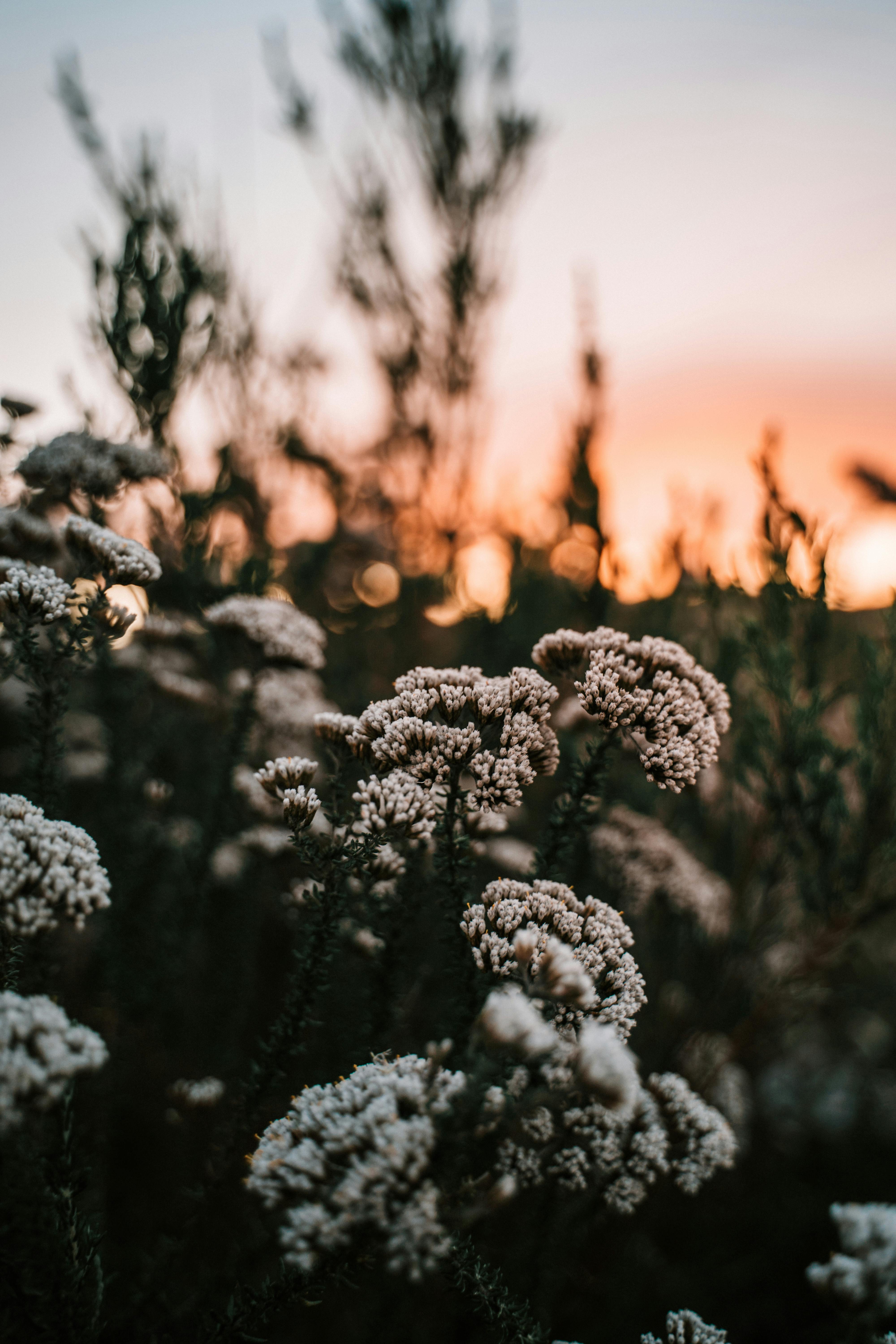 Serene white flowers against a warm sunset sky, capturing nature's beauty and tranquility.