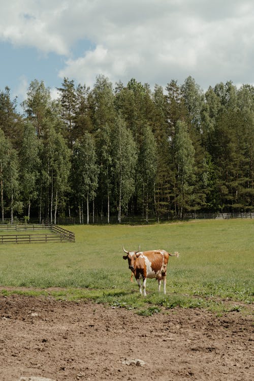 Brown and White Cow on Green Grass Field Near Green Trees