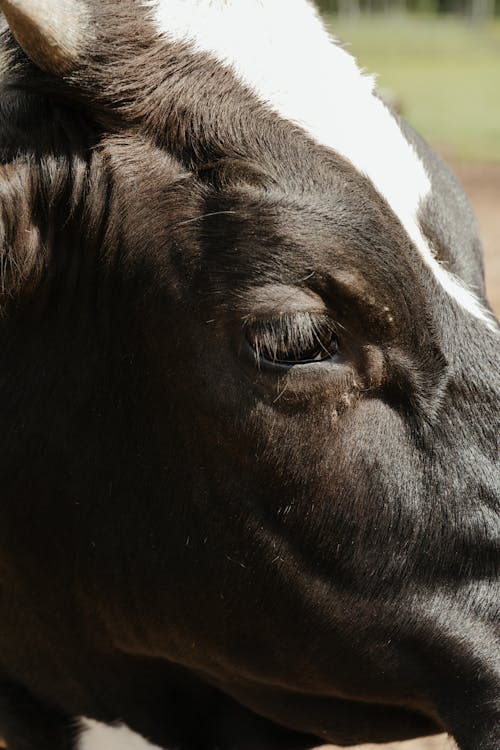 Δωρεάν στοκ φωτογραφιών με αγελάδα, αγέλη, αγρόκτημα Φωτογραφία από στοκ φωτογραφιών