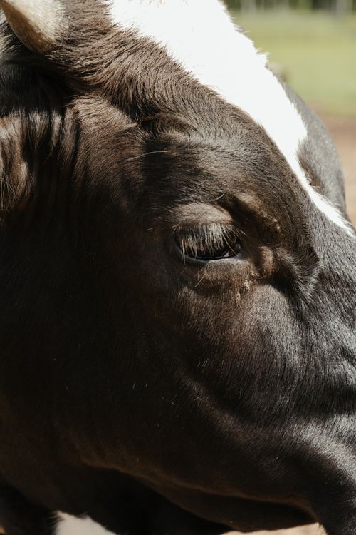 Free Detailed close-up of a cow's face with sunlight highlighting its features on a farm. Stock Photo