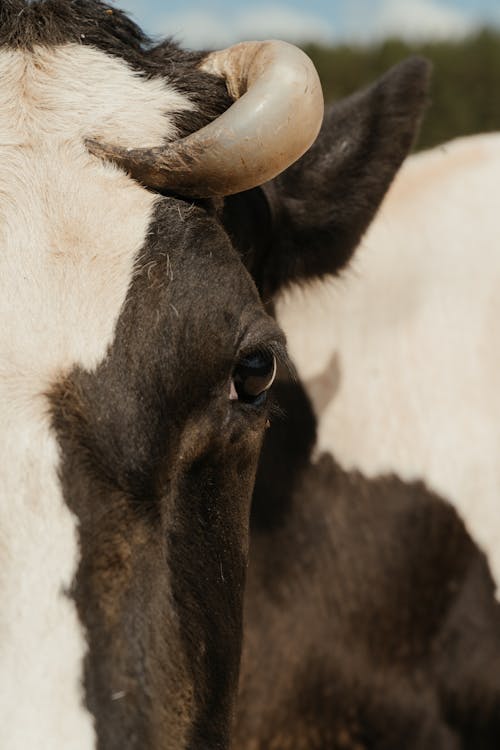 White and Black Cow Head