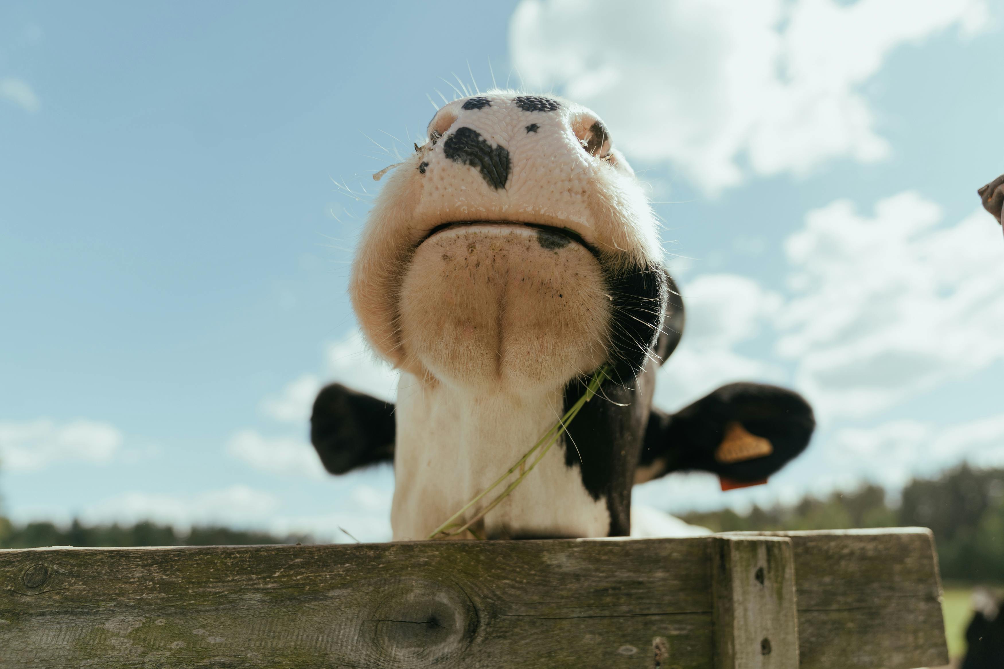 NASC proposes Animal Health Supplement Act for regulatory clarity — Photo by cottonbro studio on Pexels