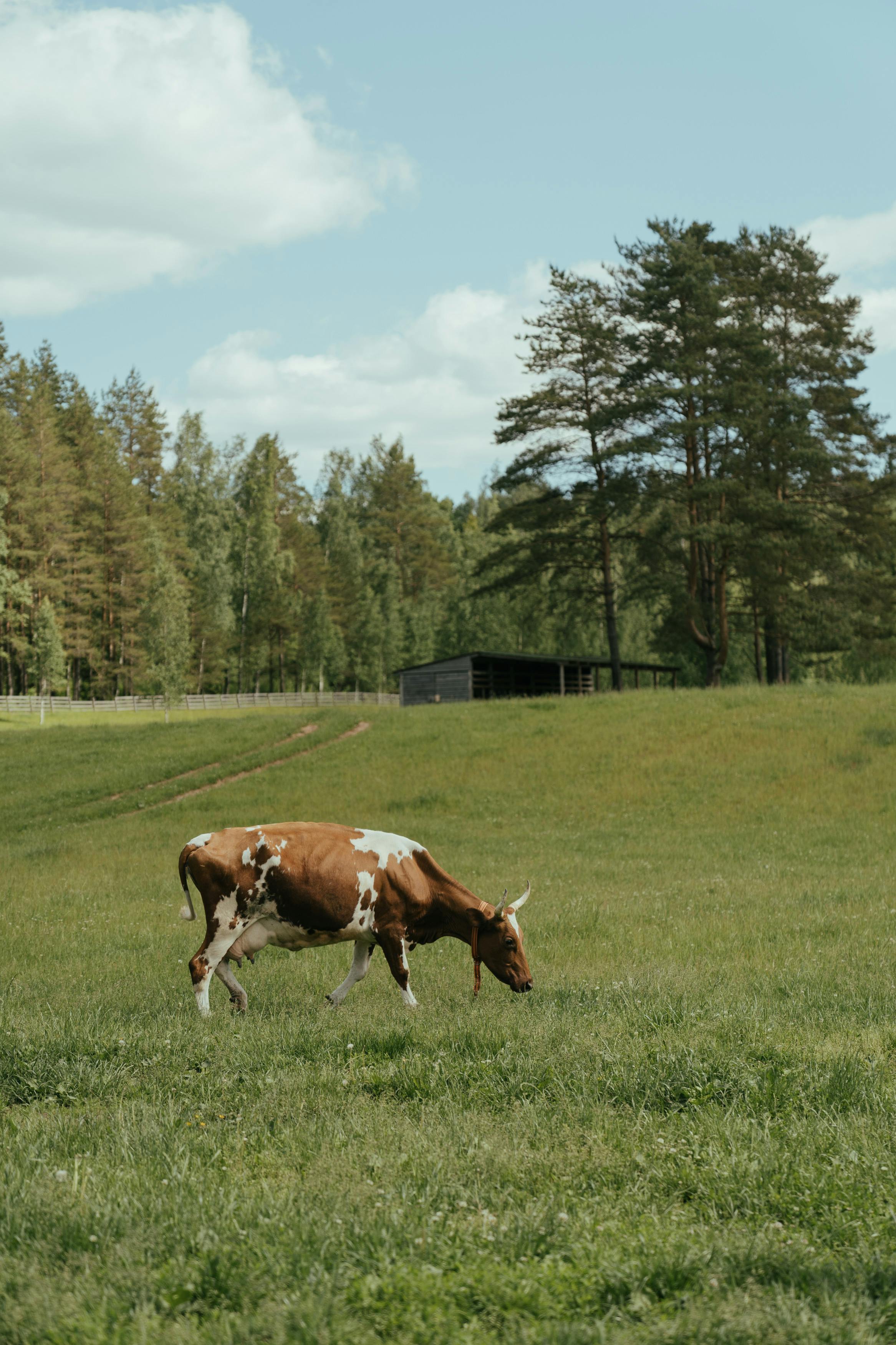 A lone brown and white cow grazing in a serene green field under a clear sky.