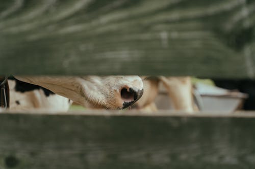 Brown and White Cow on Brown Wooden Fence