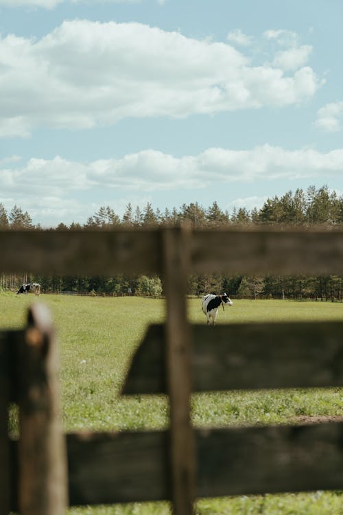 Black and White Bird on Brown Wooden Fence