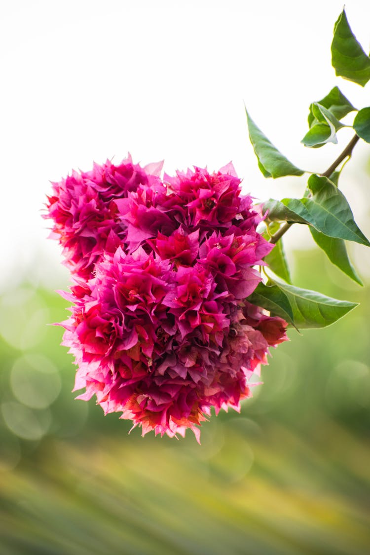 Pink Bougainvillea Flowers In Bloom