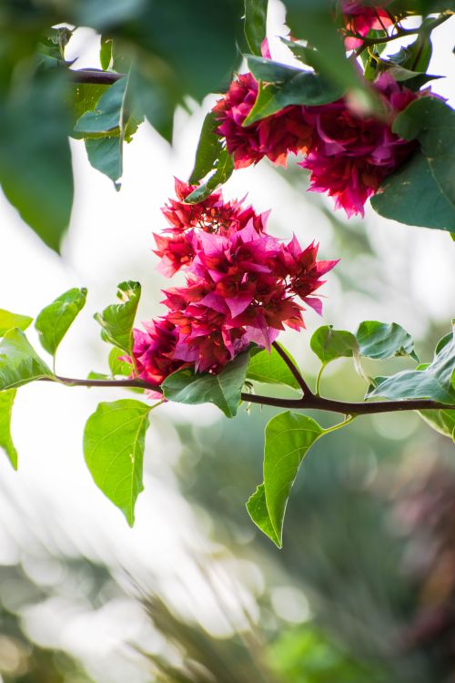 Free Beautiful pink bougainvillea flowers with lush green leaves captured in natural sunlight. Stock Photo
