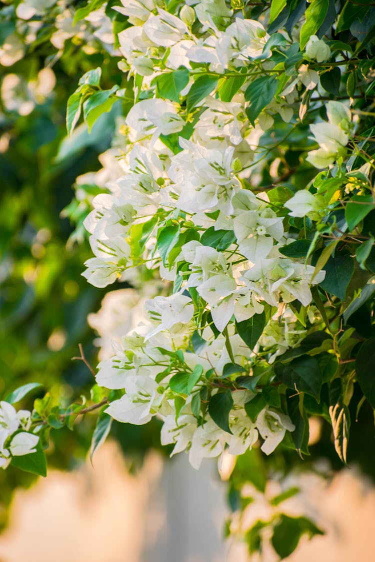 White Bougainvillea Flowers In Bloom