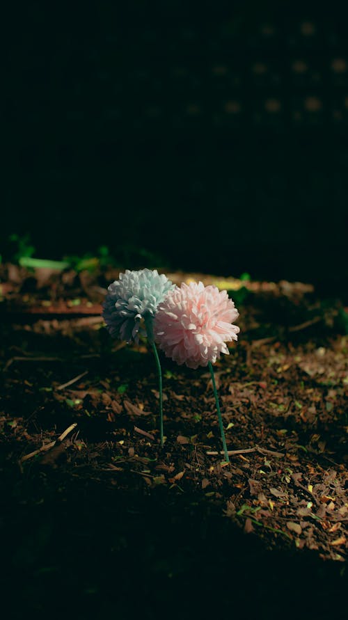 Delicate fresh garden dahlia flowers growing in nature