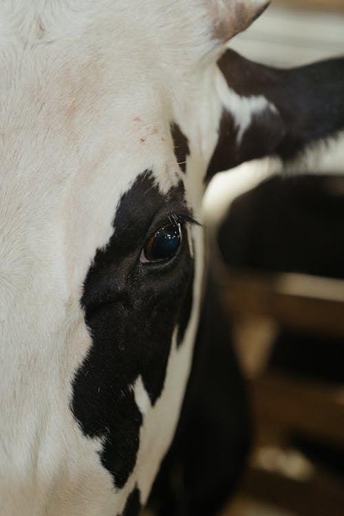 Fotos de stock gratuitas de adentro, animal, bovino
