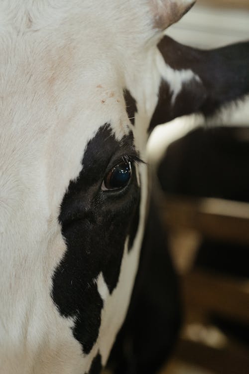 Black and White Cow in Cage