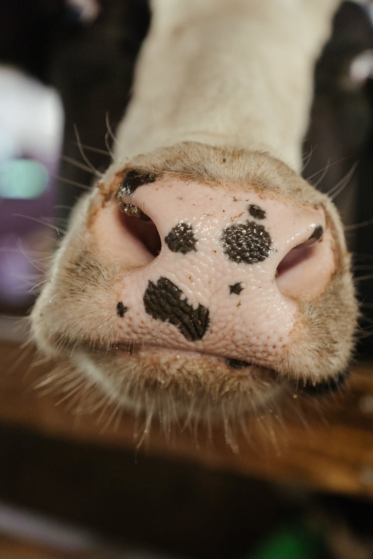 White And Black Cow Nose