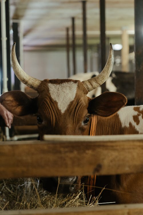 Free Brown and White Cow in Cage Stock Photo