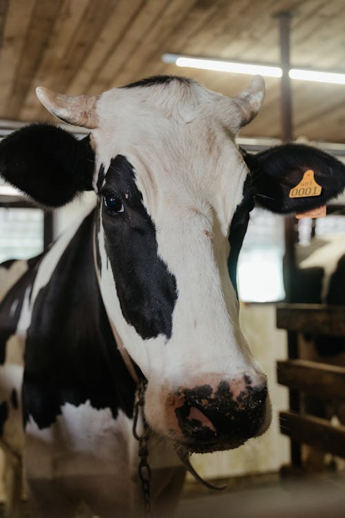 White and Black Cow in Cage