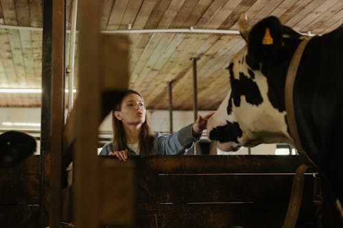 Girl in Blue Denim Jacket Standing Beside Cow