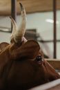 Brown Cow in Close Up Photography