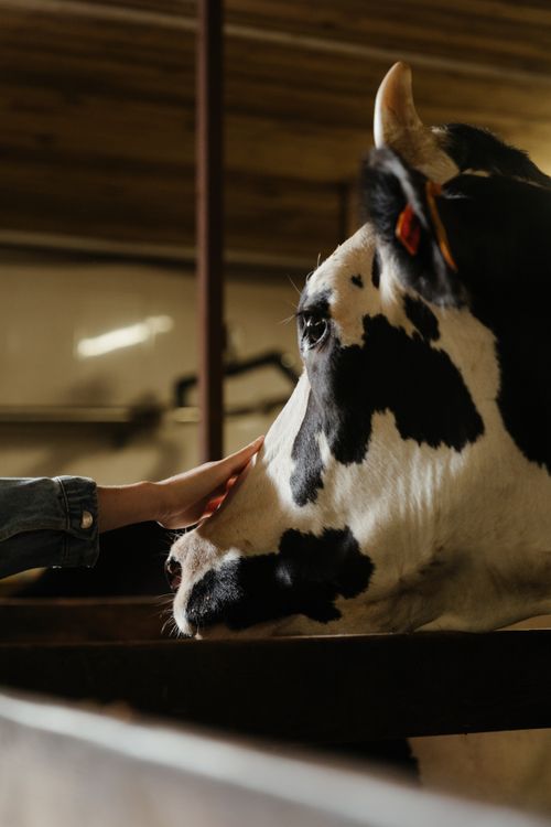 Free A Holstein cow is being gently petted by a person in a barn, evoking warmth and connection. Stock Photo