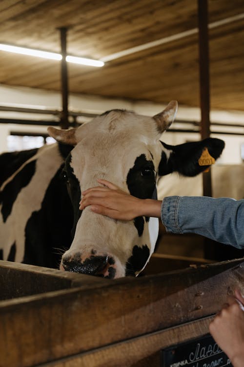 Person in Blue Denim Jeans and Blue Denim Jeans Standing Beside White and Black Cow