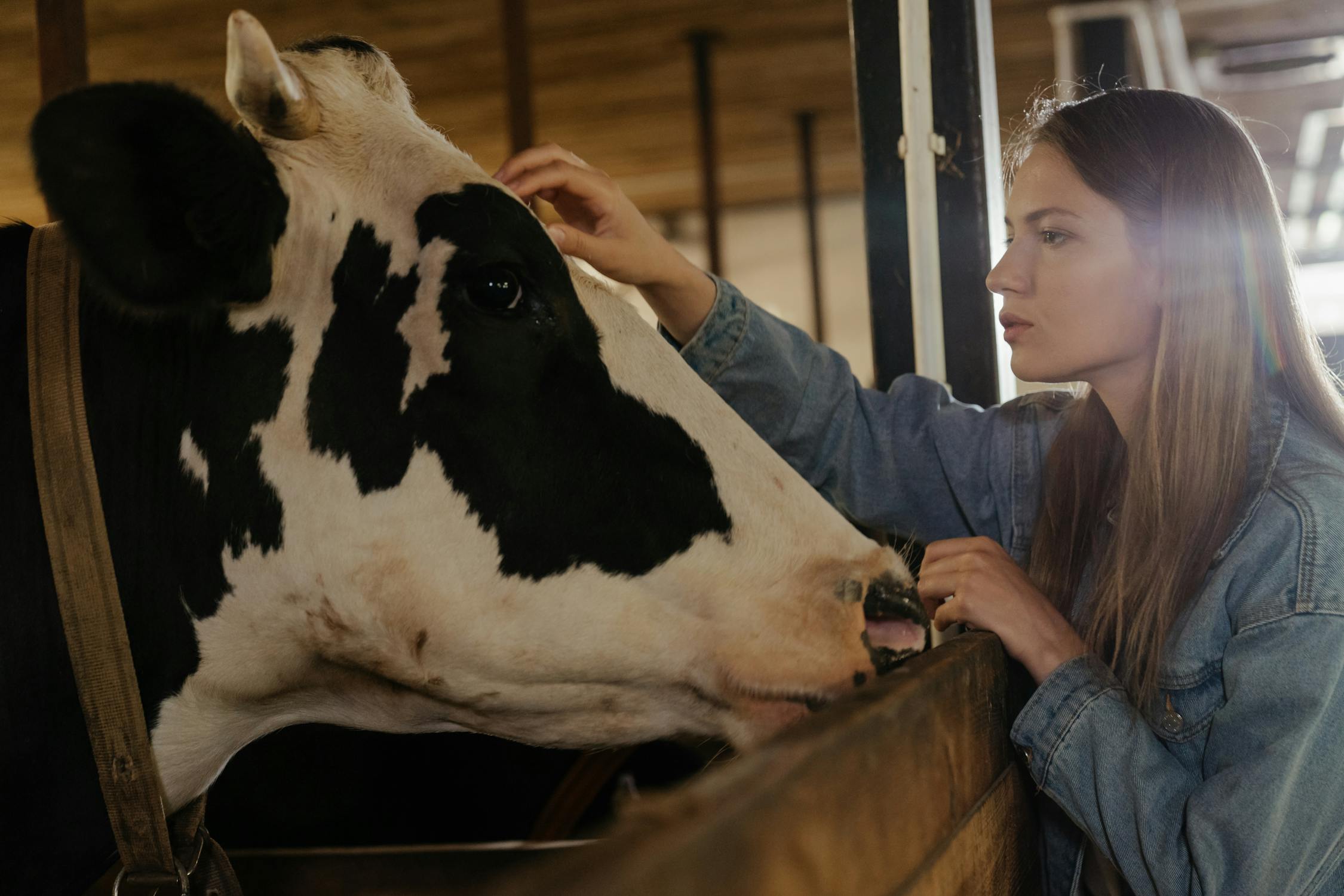 Boy in Blue Jacket Sitting Beside White Cow discussing price of milk