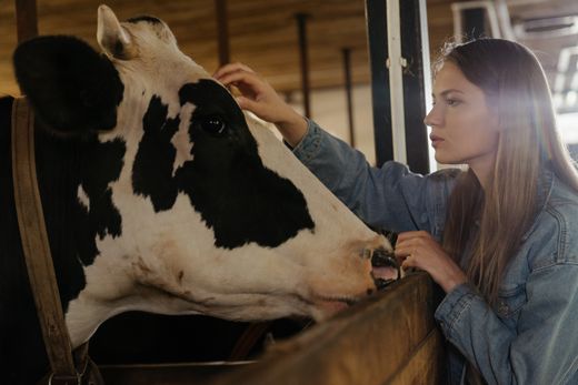A dairy cow being examined in the shed