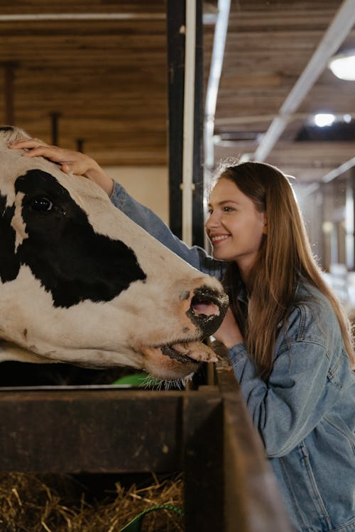 Woman in Blue Denim Jacket Standing Beside White Cow