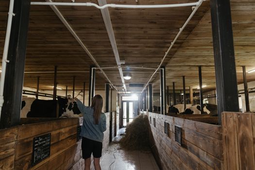 A young woman tending to cows inside a rustic dairy barn with hay stored along the aisle.