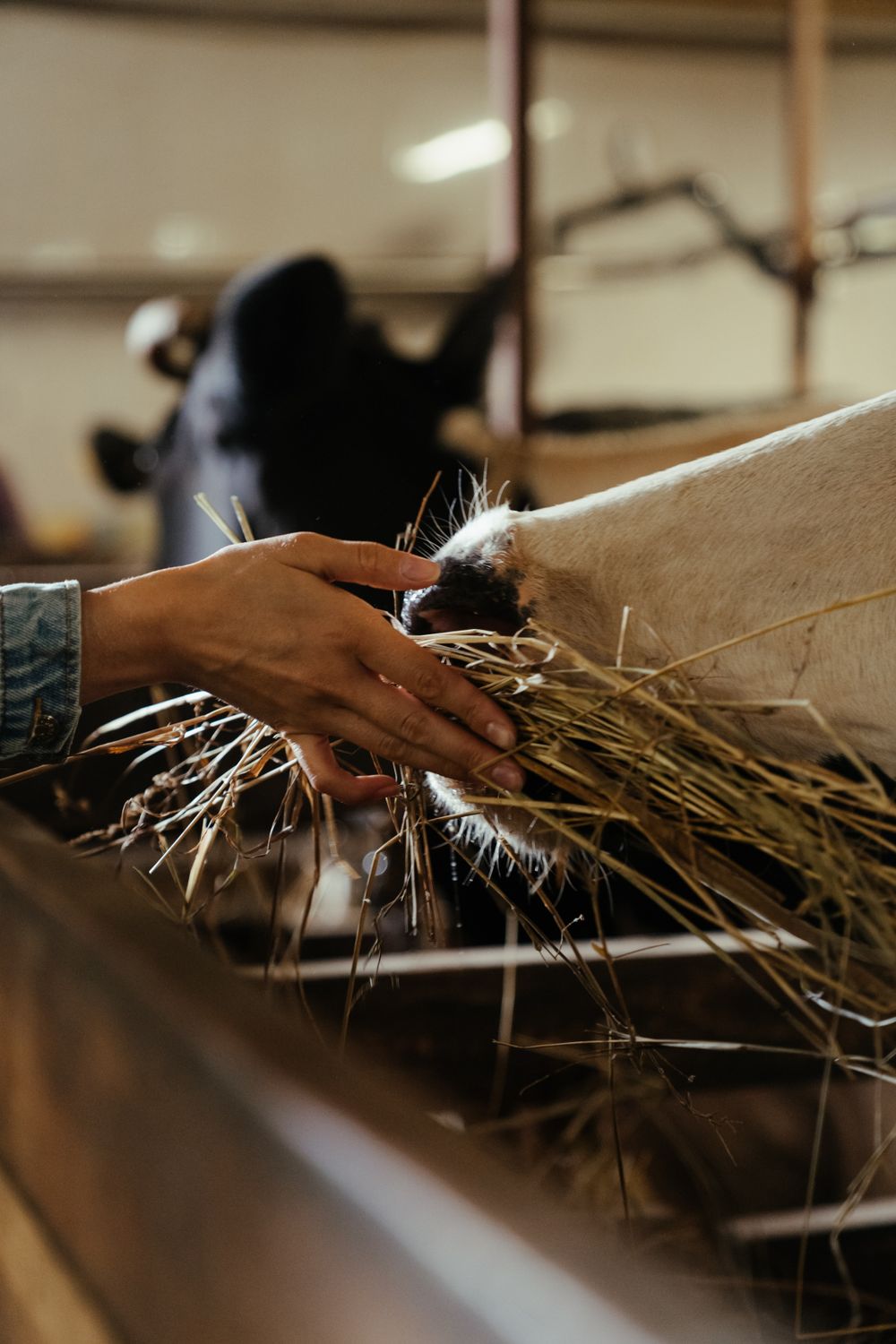 A farmer's hand feeding hay to cows inside a barn