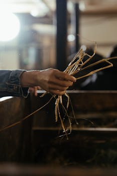 A person feeding hay to animals inside a rustic barn, showcasing farm life.